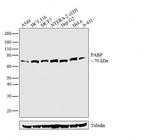 PABP Antibody in Western Blot (WB)