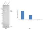 PABP Antibody in Western Blot (WB)