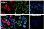 V5 Tag Antibody in Immunocytochemistry (ICC/IF)