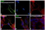 MAP2 Antibody