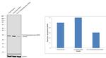 14-3-3 beta/epsilon/zeta Antibody in Western Blot (WB)