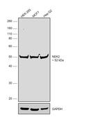 NEK2 Antibody in Western Blot (WB)