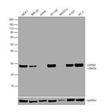 Calpain S1/S2 Antibody in Western Blot (WB)