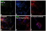 CD56 Antibody in Immunocytochemistry (ICC/IF)