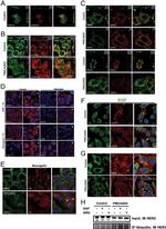 PMCA2 ATPase Antibody in Immunocytochemistry (ICC/IF)