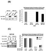 Cyclin D1 Antibody in Western Blot (WB)