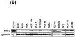 Cyclin D1 Antibody in Western Blot (WB)