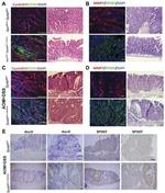 Cyclin D1 Antibody in Immunocytochemistry (ICC/IF)