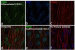 MYOD Antibody in Immunocytochemistry (ICC/IF)