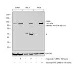 PARP1 (cleaved Asp214, Asp215) Antibody in Western Blot (WB)