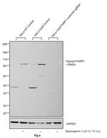 PARP1 (cleaved Asp214, Asp215) Antibody