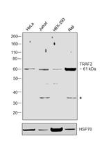 TRAF2 Antibody in Western Blot (WB)