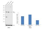 TRAF2 Antibody in Western Blot (WB)