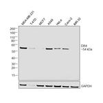 DR4 Antibody in Western Blot (WB)