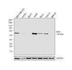 DR4 Antibody in Western Blot (WB)