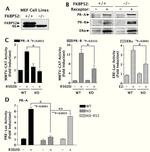 Progesterone Receptor Antibody in Western Blot (WB)