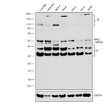 IKK gamma Antibody in Western Blot (WB)