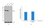 MLH1 Antibody in Western Blot (WB)