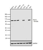 MLH1 Antibody in Western Blot (WB)