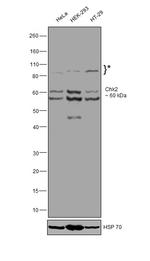 CHK2 Antibody in Western Blot (WB)