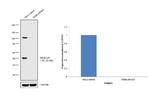 NFkB p50 Antibody in Western Blot (WB)