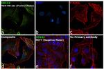 CD142 Antibody