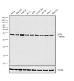 APE1 Antibody in Western Blot (WB)