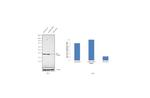 APE1 Antibody in Western Blot (WB)