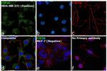 CIP2A Antibody in Immunocytochemistry (ICC/IF)