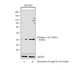 Phospho-c-Jun (Thr91) Antibody in Western Blot (WB)