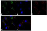 Apolipoprotein A5 Antibody in Immunocytochemistry (ICC/IF)