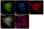 PGP9.5 Antibody in Immunocytochemistry (ICC/IF)