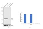 PGP9.5 Antibody