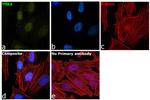 THRA Antibody in Immunocytochemistry (ICC/IF)