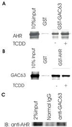 AHR Antibody in Western Blot (WB)