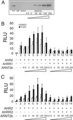 HIF-1 beta Antibody in Western Blot (WB)