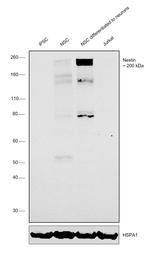 Nestin Antibody