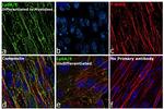 Ly-6A/E Antibody in Immunocytochemistry (ICC/IF)