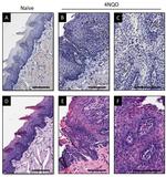 VDR Antibody in Immunohistochemistry (Paraffin) (IHC (P))