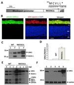 GRK1 Antibody in Western Blot (WB)