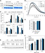 Actin Antibody in Western Blot (WB)