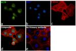 Actin Antibody in Immunocytochemistry (ICC/IF)