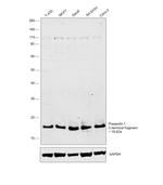 Presenilin 1 Antibody in Western Blot (WB)