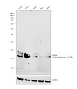 PSEN2 Antibody in Western Blot (WB)