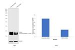 PSEN2 Antibody in Western Blot (WB)