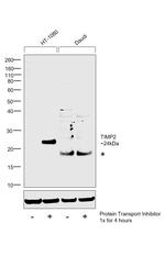 TIMP2 Antibody