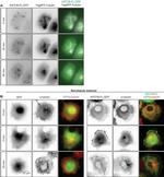 alpha Tubulin Antibody in Immunocytochemistry (ICC/IF)