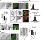 alpha Tubulin Antibody in Immunocytochemistry (ICC/IF)