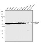 alpha Tubulin Antibody in Western Blot (WB)