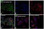 CD68 Antibody in Immunocytochemistry (ICC/IF)